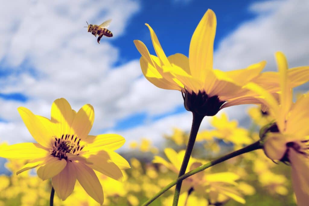 Honey bee flying over the flowers