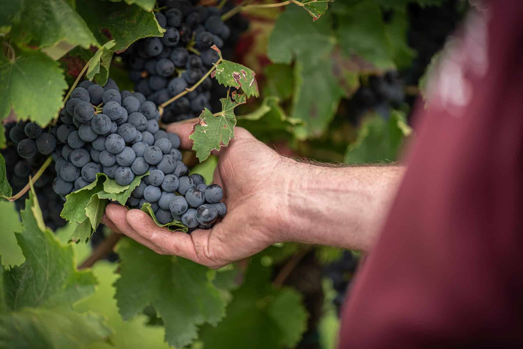 Weingut Übel