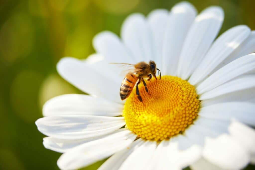 Bee and flower. Close up of a bee collects honey on a daisy flower on a sunny day.